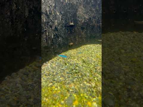 shorts グリーンネオン・テトラ　青い世界展　山梨県立富士湧水の里水族館にて　2026年2月21日 サムネイル