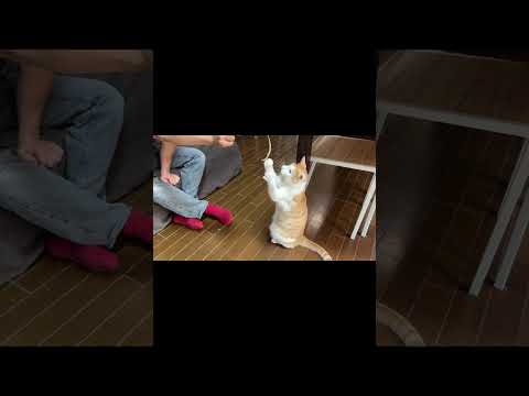 猫の手足が長すぎて、こうなりました保護猫 ネコ 猫のいる暮らし