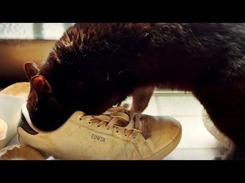 パパの靴に夢中すぎる猫　Ten Obsessed with Papa’s Sneakers サムネイル