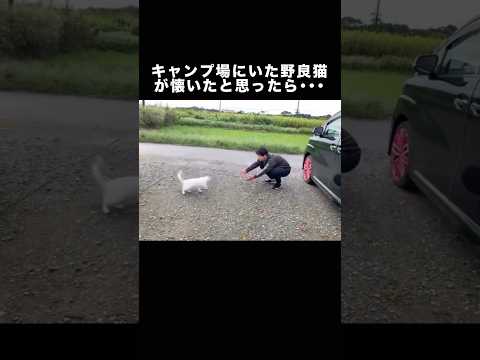キャンプ場で出会った野良猫に懐かれたと思い手を差し伸べた結果 猫 白猫 野良猫 地域猫 サムネイル