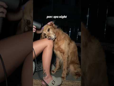 coming home to my golden retriever🥵goldenretreivers dog pup… サムネイル