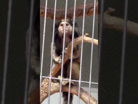 shorts クロミミマーモセット　ゴールデンライオンタマリン　小ザルたちにフルーツをプレゼント　浜松市動物園にて　2… サムネイル