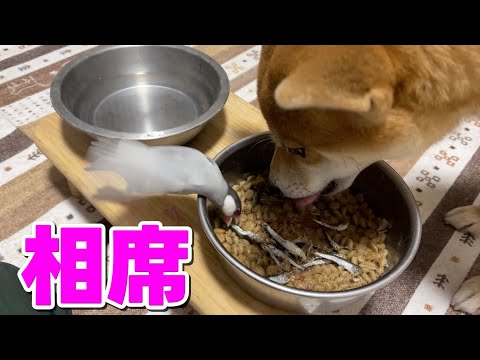 文鳥の相席も受け入れる柴犬小夏　ASMR猫まんま　しあわせの村 サムネイル