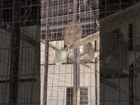 #shorts シマフクロウの夫婦　円山動物園　2025年12月18日 サムネイル