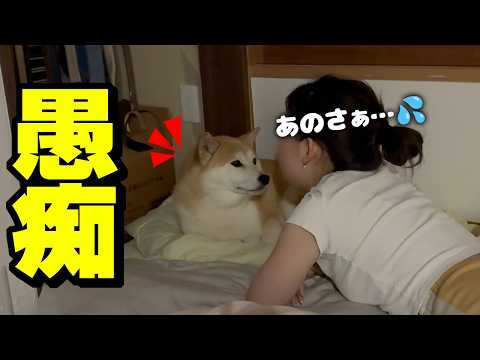 まるで姉の様に娘の話を真剣に聞く優しい柴犬 サムネイル