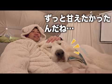 ３年ぶりに飼い主と一緒に寝たグレートピレニーズが可愛すぎました… サムネイル