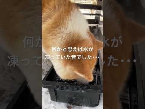 散歩の間に水も凍る寒さでした。shorts 秋田犬 犬 サムネイル