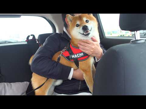 え？病院後、柴犬は別人の表情に…その瞬間がこれ。 サムネイル