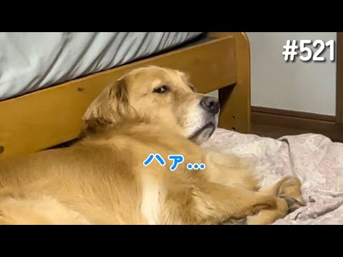 責められる飼い主【ゴールデンレトリバー】 サムネイル