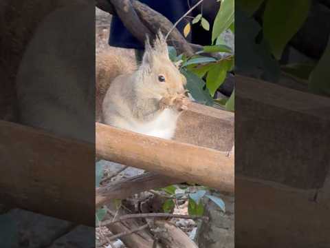 shorts モグモグ　ニホンリス　神戸どうぶつ王国　2025年12月29日 サムネイル