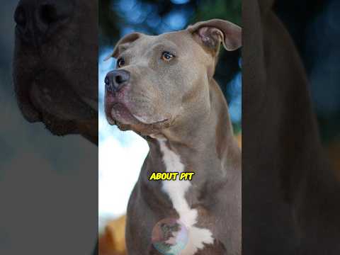 What People Always Misunderstand About Pit Bulls shorts dog… サムネイル