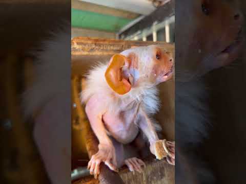 毎日が戦いでもある長生きコモンおばあちゃん♪shorts おばあちゃん grandma サムネイル