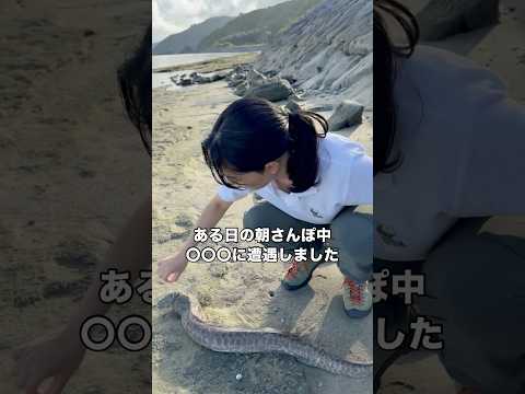 潮が引いた炎天下の砂地に釣り針と釣り糸が付いたままの状態で放置されたウツボを発見しました ウツボ 釣り やんばる国立公… サムネイル