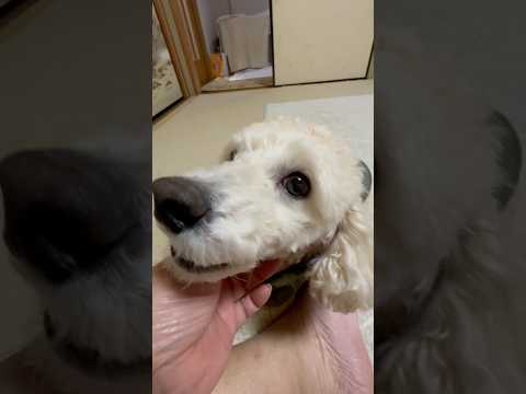 shorts 今日のタローちゃん　トイプードル　2026年2月17日 サムネイル