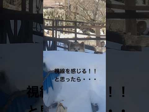 秋田犬にジーっと見つめられていました。shorts 秋田犬 犬 サムネイル