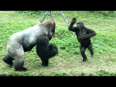 Gorilla Ringo did cute little jump in front of D'jeeco,want… サムネイル