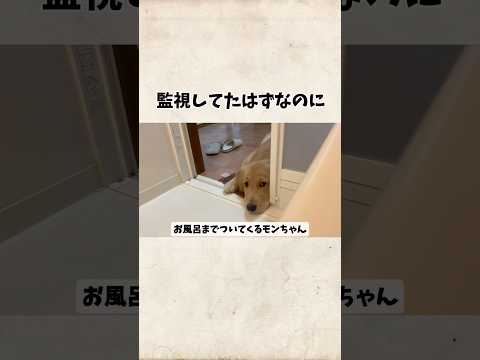 監視してたはずなのにgoldenretriever ゴールデンレトリバー サムネイル