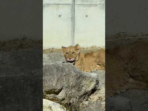 shorts 本日のライオンファミリー　のんほいパークにて　2026年1月23日 サムネイル