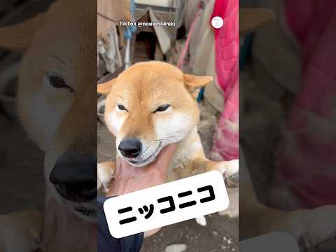 注目‼️ニコニコすぎる近所の柴犬を撫でてみた　　柴犬　犬　かわいい犬 犬のいる暮らし 笑顔 サムネイル