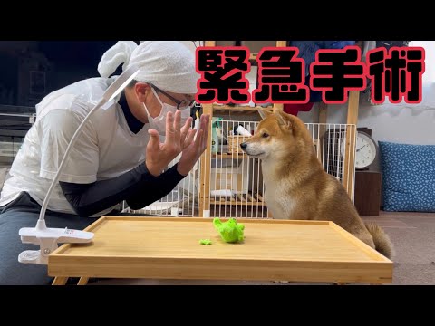 柴犬とん君お気に入りのぬいぐるみが… 柴犬　柴犬とん サムネイル