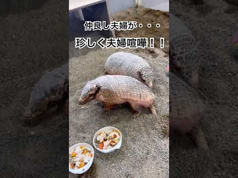 アルマジロ夫婦の珍しい夫婦喧嘩・・・。動物 アルマジロ 夫婦 サムネイル