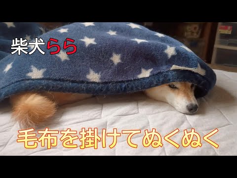 毛布を掛けてぬくぬく サムネイル