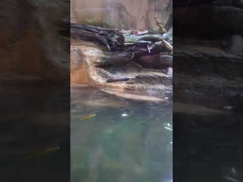 shorts コツメカワウソわちゃわちゃと　那須どうぶつ王国 サムネイル