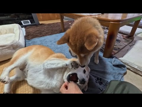 大きくなってもモモはモモ サムネイル