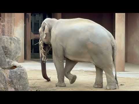 コサラ父さん😊　アジアゾウ　東山動植物園にて　2025年12月13日 サムネイル