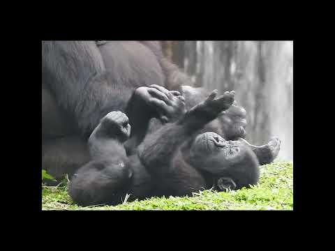 gorilla Iriki 12y3m old mom & son Ringo 1y10m old. shorts.R… サムネイル
