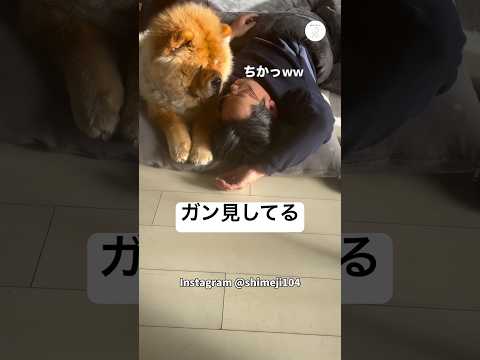 パパが起きるまで離れない犬　チャウチャウ 犬　面白い　犬のいる暮らし かわいい犬 サムネイル