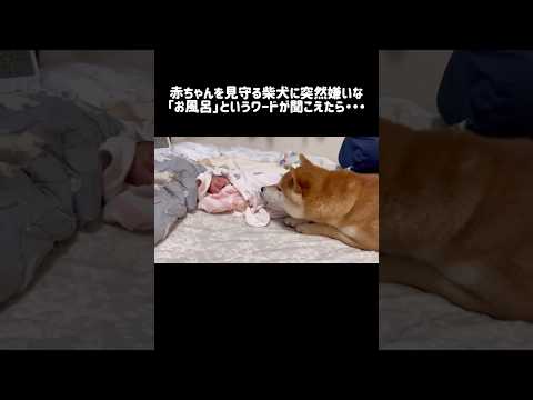 赤ちゃんを見守る柴犬に突然嫌いな「お風呂」と言うワードが聞こえてきたら... #柴犬 #shibainu #shorts サムネイル