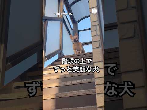 注目‼️階段の上からずっと笑顔で見てる犬　フレンチブルドッグ  犬　笑顔　かわいい犬 犬のいる暮らし サムネイル