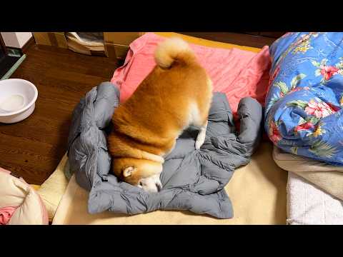 おばあちゃんの忘れ物を見つけると緊急で駆けつけて、いらんことをする柴犬 サムネイル