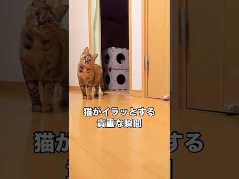 いきなり猫にロックオンされたかと思ったら急にやんのかステップで圧かけて来るwww 保護猫 野良猫 麦わら猫 やんのかス… サムネイル