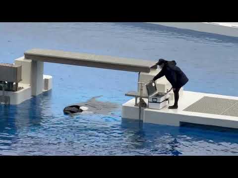 2回目パフォーマンス前に おねだりランちゃんステラさん☺️ 須磨シーワールドにて　2025年12月25日 サムネイル