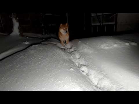 冒険に出かけてなかなか寝てくれない末っ子ちゃん サムネイル