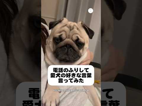 電話のフリで、愛犬が一番好きな言葉を言ってみた　　パグ　犬　面白い　犬のいる暮らし かわいい犬 サムネイル