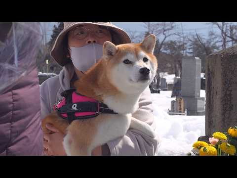 不思議な夢を見たので、柴犬と墓参りへ。 サムネイル