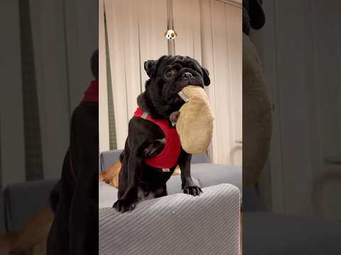 何回も落としちゃうパグ🐶 oldies pug puppy dog doggie パグ cutedog healing… サムネイル