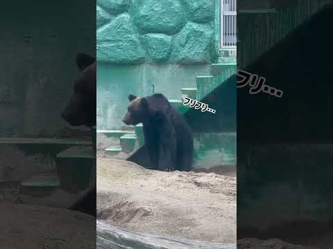 お尻フリフリウメタロウ　東武動物公園　ヒグマ　ウメタロウ　動物園　クマ サムネイル
