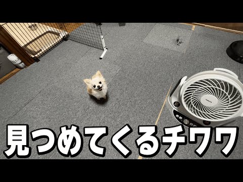 小さくも大きい瞳で見つめてくる愛犬のチワワの様子です サムネイル