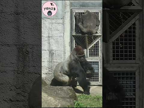 D'jeeco不滿敲門抗議 gorilla gorillatag taipeizoo 金剛猩猩 台北市立動物園 サムネイル