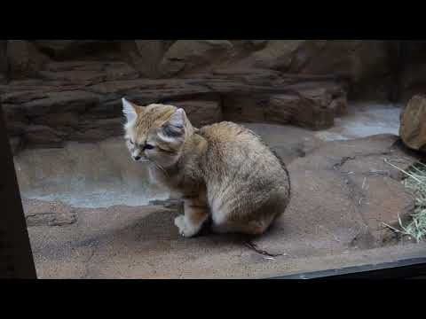 アルドくん　スナネコ　那須どうぶつ王国　00096 サムネイル