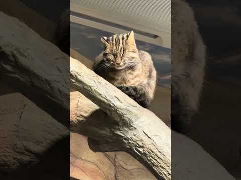 statue ツシマヤマネコのさごくん　那須どうぶつ王国　IMG 9941 サムネイル