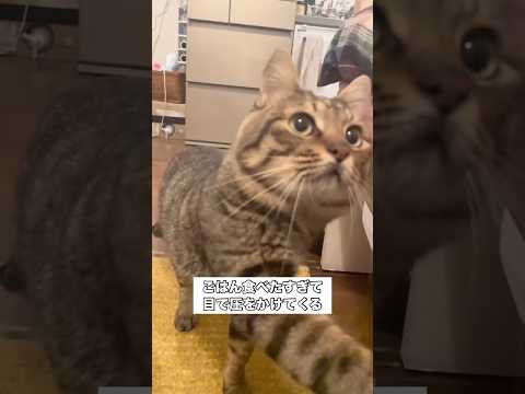 ごはんくださいの圧が強すぎる猫。おねだりしてもだめです。 猫 キジトラ ガーンガニ 家猫 サムネイル