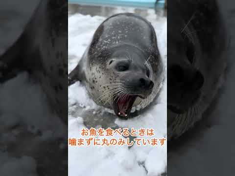 アザラシのもちもちちゃんごはんタイム 東武動物公園 アザラシ 動物 動物園 かわいい 雪 サムネイル