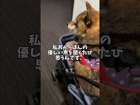 保護犬🐕の命の恩人！ここが謎… サムネイル