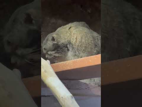 shorts クリョンくんが示す通りお天気下り坂です〜　マヌルネコ　上野動物園にて　2026年2月6日 サムネイル