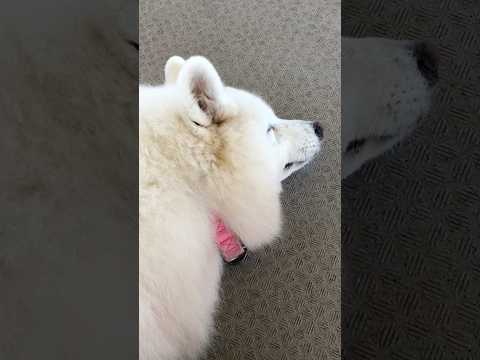 shorts 4年前のアカネちゃん　サモエド　那須どうぶつ王国 サムネイル